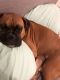 Boxer Puppies for sale in Tucker, GA, USA. price: $2,000