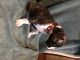 Boxer Puppies for sale in LaGrange, IN 46761, USA. price: $400