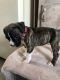 Boxer Puppies for sale in LaGrange, IN 46761, USA. price: $400