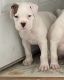 Boxer Puppies for sale in Hagerstown, MD, USA. price: $700