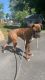Boxer Puppies for sale in Wilmington, DE, USA. price: $1,000