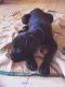 Boxer Puppies for sale in Canacona, Goa, India. price: 20000 INR