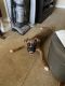 Boxer Puppies for sale in Overland Park, KS, USA. price: $1,000