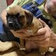 Boxer Puppies for sale in Irvington, KY 40146, USA. price: $600