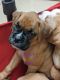Boxer Puppies for sale in Elizabethtown, KY, USA. price: $45,000