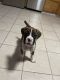 Boxer Puppies for sale in St James, NY, USA. price: $1,500