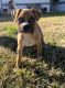 Boxer Puppies for sale in Moreno Valley, CA, USA. price: $850