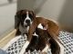 Boxer Puppies for sale in St James, NY, USA. price: $1,800