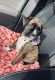 Boxer Puppies for sale in Normal, IL, USA. price: $1,500