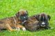 Boxer Puppies for sale in 2110 N Yarbrough Dr, El Paso, TX 79925, USA. price: NA