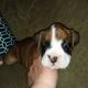 Boxer Puppies for sale in Morehead, KY 40351, USA. price: $75,000