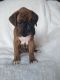 Boxer Puppies for sale in Tarpon Springs, FL, USA. price: NA