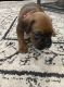 Boxer Puppies for sale in Jamesburg, NJ 08831, USA. price: NA