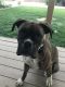 Boxer Puppies for sale in Pueblo, CO, USA. price: $400