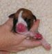 Boxer Puppies for sale in Buffalo, NY 14280, USA. price: NA