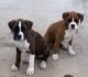 Boxer Puppies for sale in Honolulu, HI, USA. price: $2,500