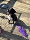 Boxer Puppies for sale in Stafford, VA 22554, USA. price: $2,000