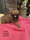 Boxer Puppies for sale in Madisonville, TN 37354, USA. price: $800