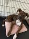 Boxer Puppies for sale in Raleigh, NC, USA. price: $600