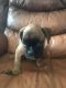 Boxer Puppies for sale in Lewisburg, KY 42256, USA. price: $1,000