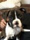 Boxer Puppies for sale in LaGrange, IN 46761, USA. price: NA