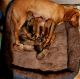 Boxer Puppies for sale in Charlotte County, VA, USA. price: NA