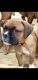 Boxer Puppies for sale in Cartersville, GA, USA. price: $800