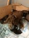 Boxer Puppies for sale in Bonita Springs, FL, USA. price: $1,200