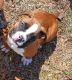 Boxer Puppies for sale in Cannon Falls, MN 55009, USA. price: NA