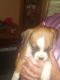 Boxer Puppies for sale in Manvel, TX, USA. price: $500