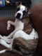 Boxer Puppies for sale in Oklahoma City, OK 73115, USA. price: $250