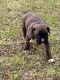 Boxer Puppies for sale in Morrison, OK 73061, USA. price: $800