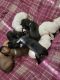 Boxer Puppies for sale in Columbia, SC, USA. price: $1,100