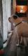 Boxer Puppies for sale in Woodruff, SC 29388, USA. price: NA
