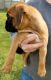 Boxer Puppies for sale in Mae, WA 98837, USA. price: $2,000