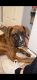 Boxer Puppies for sale in Louisville, KY, USA. price: $800