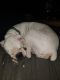 Boxer Puppies for sale in Mulga Rd, Wellston, OH 45692, USA. price: $350