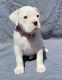 Boxer Puppies for sale in Leavenworth, KS, USA. price: $700