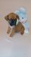 Boxer Puppies for sale in Tennerton, WV 26201, USA. price: $800