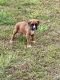 Boxer Puppies for sale in Morrison, OK 73061, USA. price: $800
