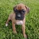 Boxer Puppies for sale in Stoutland, MO, USA. price: $850