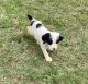Boxer Puppies for sale in Maryville, TN, USA. price: NA