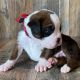 Boxer Puppies for sale in Los Angeles, CA, USA. price: $800
