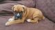 Boxer Puppies for sale in Turlock, CA 95380, USA. price: $500