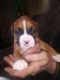 Boxer Puppies for sale in Elgin, MN 55932, USA. price: NA