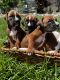 Boxer Puppies for sale in Amador County, CA, USA. price: NA