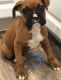 Boxer Puppies for sale in Corpus Christi, TX, USA. price: $500