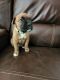 Boxer Puppies for sale in Syracuse, NY, USA. price: NA