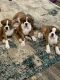 Boxer Puppies for sale in Oklahoma City, OK, USA. price: $400