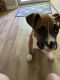 Boxer Puppies for sale in Willis, TX, USA. price: NA